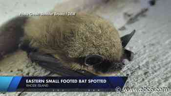 DEM confirms presence of eastern small footed bat in Rhode Island - WLNE-TV (ABC6)