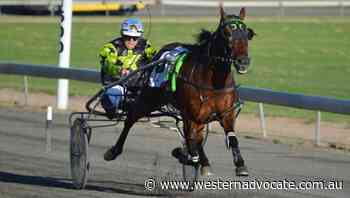 Double Standards chases elusive Bathurst Paceway success for Parkes trainer Kasey Orr - Western Advocate