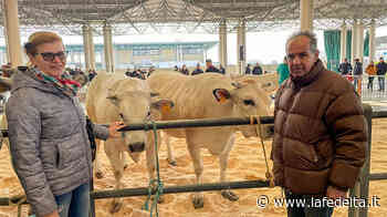 Allevati a Fossano e Villafalletto i bovini della 1ª asta della Piemontese - La Fedeltà