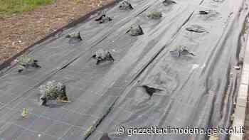 A Mirandola ladri di piantine: sparisce la lavanda - La Gazzetta di Modena