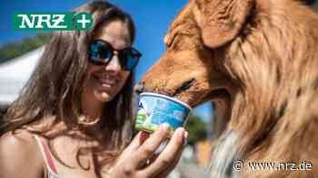 Goch-Pfalzdorf: Hier gibt es auch Eis für Hunde - NRZ News