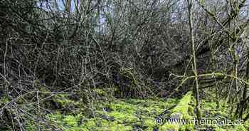 Südpfalzbahn: Kommunen senden positive Signale - Rheinpfalz.de