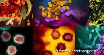 Covid: un decesso e 312 nuovi contagi a Parma. Ancora un paziente in terapia intensiva - Gazzetta di Parma
