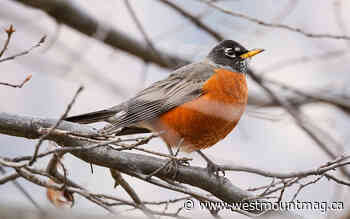 Pause For Poetry: Michael Hawkes /41 - Westmount Magazine