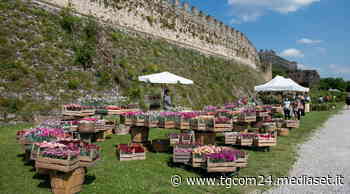 Fiori nella Rocca: la primavera in mostra a Lonato del Garda - TGCOM