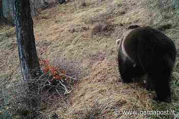 Il risveglio dopo il letargo, in Alto Garda si rivede l'orso - gardapost
