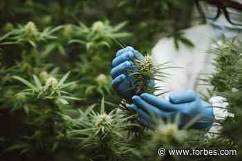 U.S. House Of Representatives Passes Medical Marijuana Research Bill - Forbes