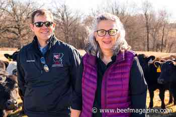 Supplements not needed for heifers grazing high phosphorus pastures