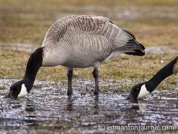 Edmonton weather: Slight chance of showers but mostly windy