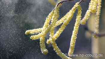 Allergien - Deutscher Wetterdienst erweitert Pollenflugvorhersage - Neue Presse Coburg