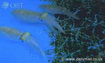 Amazing video shows how squid change colour to camouflage themselves from predators