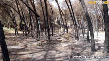 Colle degli abeti sogna la riforestazione urbana e scrive al Comune
