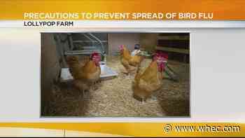 Lollypop Farm takes precautions to protect its birds from avian flu