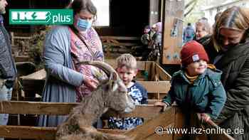 Iserlohn: So niedlich war der große Lammtag in Kalthof - IKZ News