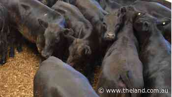 Angus cows with calves fetch $4500 a unit at Dungog - The Land Newspaper