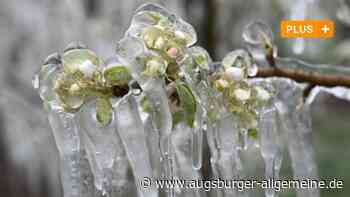 Neu-Ulm/Bodensee: Wintereinbruch bringt Kälterekord: Was sind die Folgen für die Landwirte? | Neu-Ulmer Zeitung - Augsburger Allgemeine
