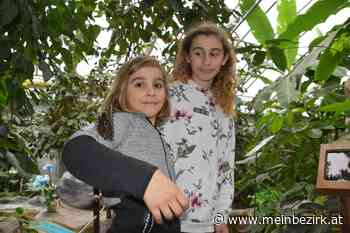 Flüchtig flatternde Flügel: Eröffnung der Schmetterlingwelt Tattendorf - meinbezirk.at