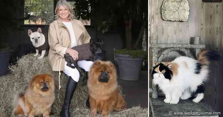 Martha Stewart's Dogs Kill Her 'Defenseless' Cat After Allegedly Mistaking It for an 'Interloper'