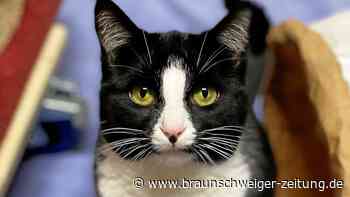 Tierheim Wolfsburg: Scheue Katze sucht geduldige Zweibeiner