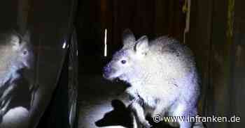 Besonderer Fund im Kreis Ansbach: Landwirt fängt Känguru und ruft die Polizei - 'kein Aprilscherz' - inFranken.de