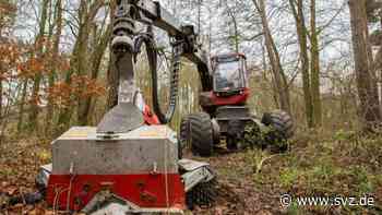 Verkehrssicherheit: Im Stadtwald Wittenberge werden einige Bäume gefällt - svz – Schweriner Volkszeitung