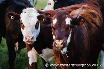 Cows partially block the B4330 Cashfield Way to Camrose - Western Telegraph