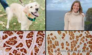 Dogs have been selectively bred for thousands of years to have similar facial expressions to HUMANS