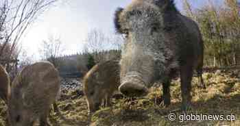 Alberta launches program to control wild boar population: ‘Taking action to get rid of this menace’