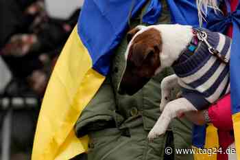 Dresden: Haustiere von Geflüchteten brauchen dringend Hilfe - TAG24