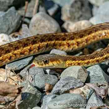 I serpenti sono in grado di riconoscersi? - National Geographic Italia