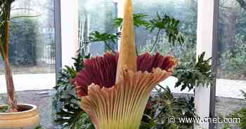 Livestream of Corpse Flower Blooming Delivers the Beauty Without the Stench     - CNET