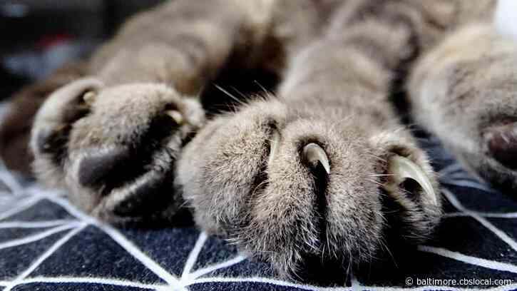 Maryland Lawmakers OK Bill Outlawing Practice Of Declawing Cats