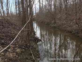 Working towards restoring and protecting a critical forested wetland site along Cayuga Creek - Buffalo Rising