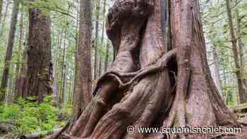 Why First Nations agreed to defer old growth logging plans - Squamish Chief