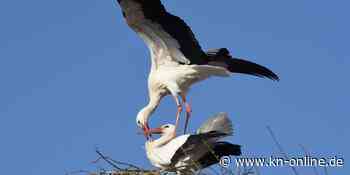 Gift gefressen? Storchenpaar liegt tot unter Nest im Kreis Wesermarsch