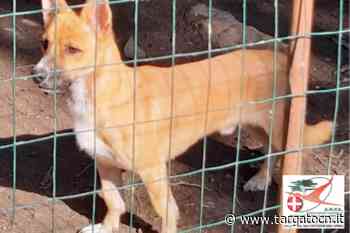 Il nuovo appello dell'A.N.P.A. Sezione di Alba, Langhe e Roero per Pascal - TargatoCn.it