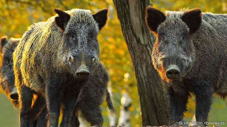 'A threat': Alberta offers $75 bounties for hunting, trapping wild boar