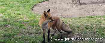 [EN IMAGES] Émoi au Capitole américain, où la police a capturé un renard agressif