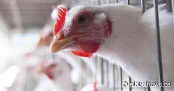 Bird flu outbreak: Can humans contract the virus? Expert weighs in