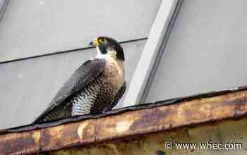 A falcon that made her home on Times Square Building has died