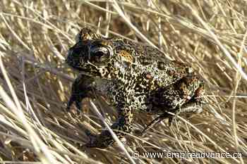 Nevada toad declared endangered at site of geothermal plant - Virden Empire Advance