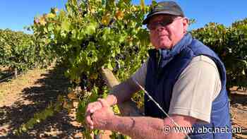 Red wine grapes left to rot as China trade dispute bites Sunraysia