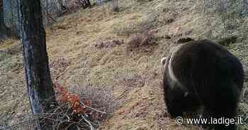 Il sindaco di Arco: "Orso a caccia di arnie in zona Troiana" - l'Adige