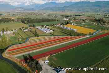 Chilliwack Tulip Festival 2022: Tickets, parking for event - Delta Optimist