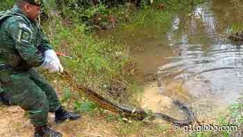 Sucuri de cinco metros é encontrada em escada que dá acesso à igarapé em Manaus; VÍDEO - Globo.com