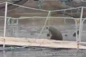 VIDEO: Locals alarmed as sea lions feast on BC fish farm – Quesnel Cariboo Observer - Quesnel - Cariboo Observer