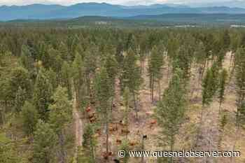 Cattle helping to manage B.C. wildfire risk with targeted grazing - Quesnel - Cariboo Observer