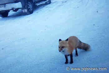 Remember those curious foxes in downtown Quesnel? They've been released back into the wild – Parksville Qualicum Beach News - Parksville-Qualicum Beach News
