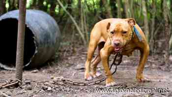 Da Trani e Barletta per assistere a combattimenti tra cani in Sicilia: blitz della polizia - Radio Bombo