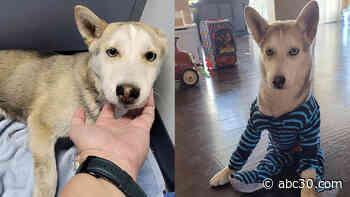 Inspiring Valley dog 'Marvel' needs your help to find a home